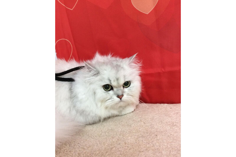 画像10218