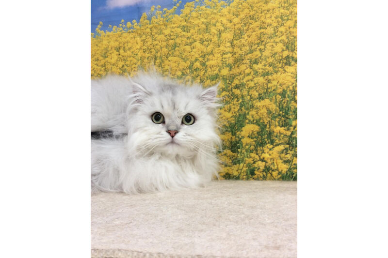 画像10982