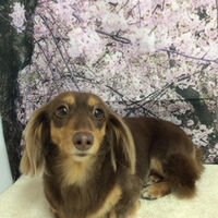 画像11275