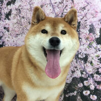 画像11323