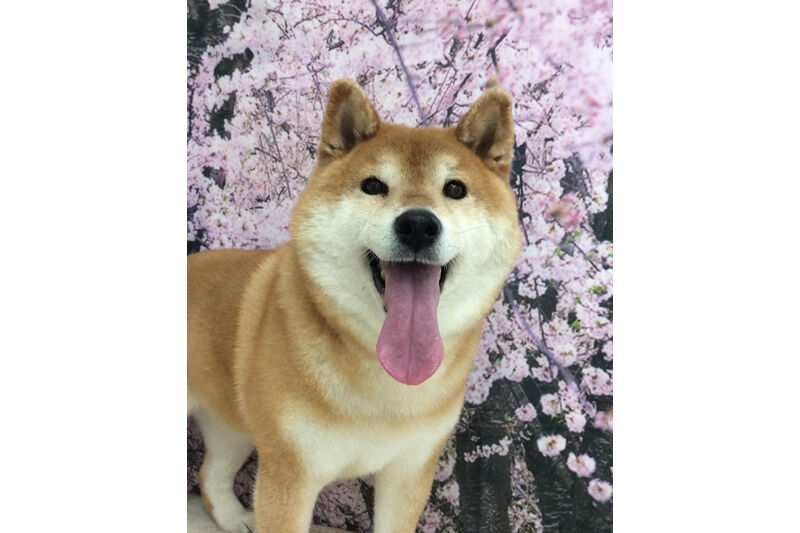画像11323