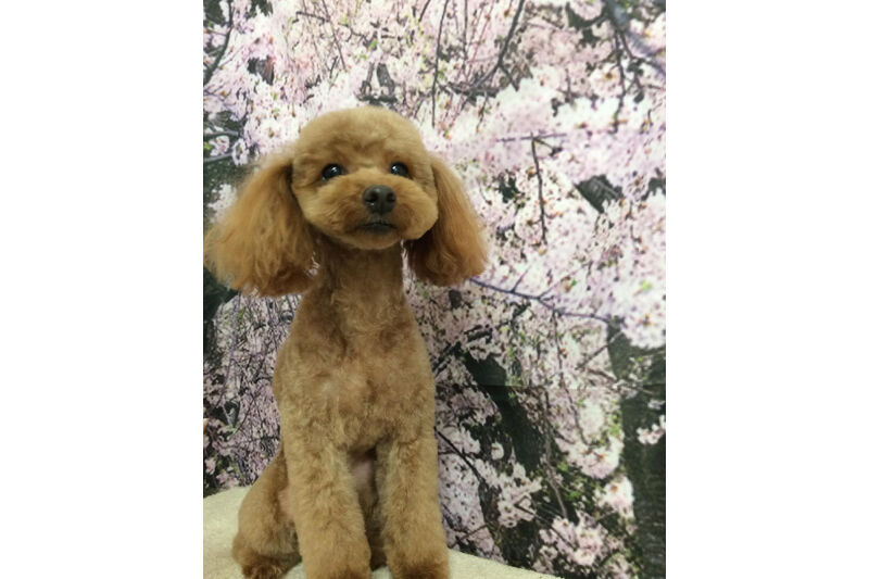 画像11325