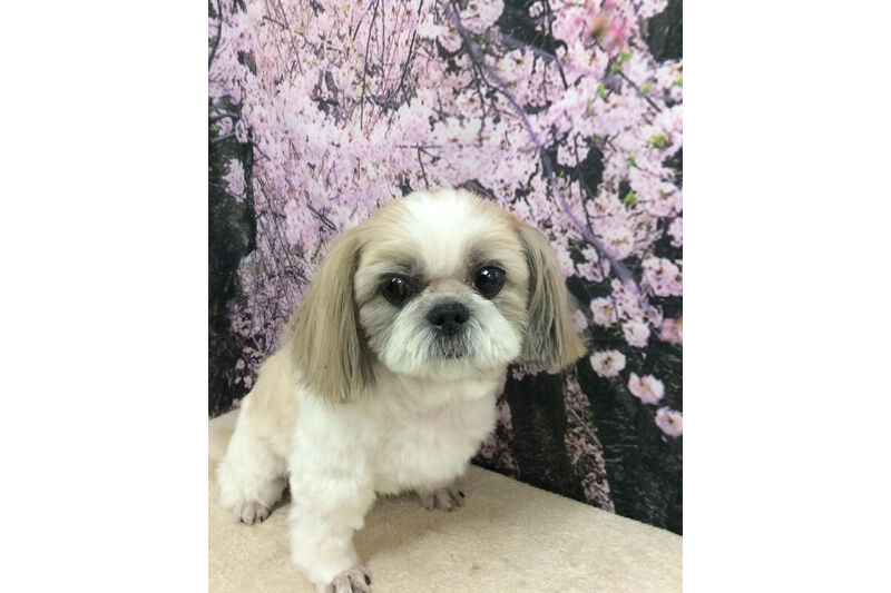 画像11333