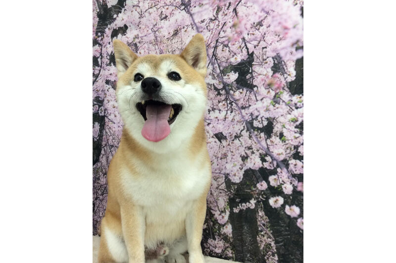 画像11371