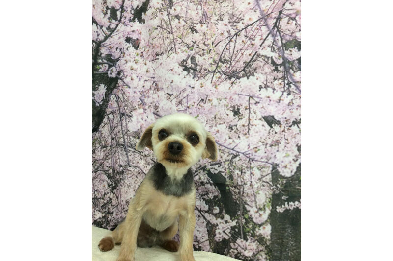 画像11379