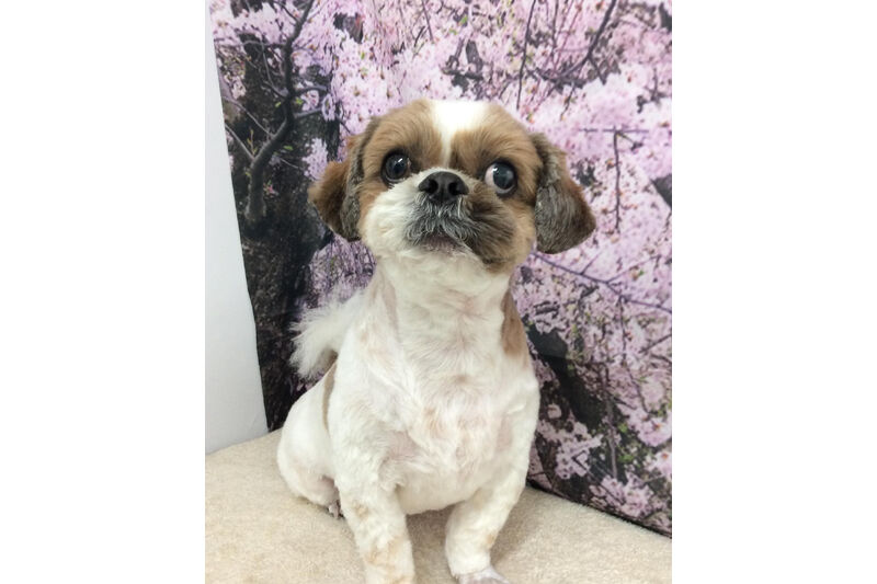 画像11439