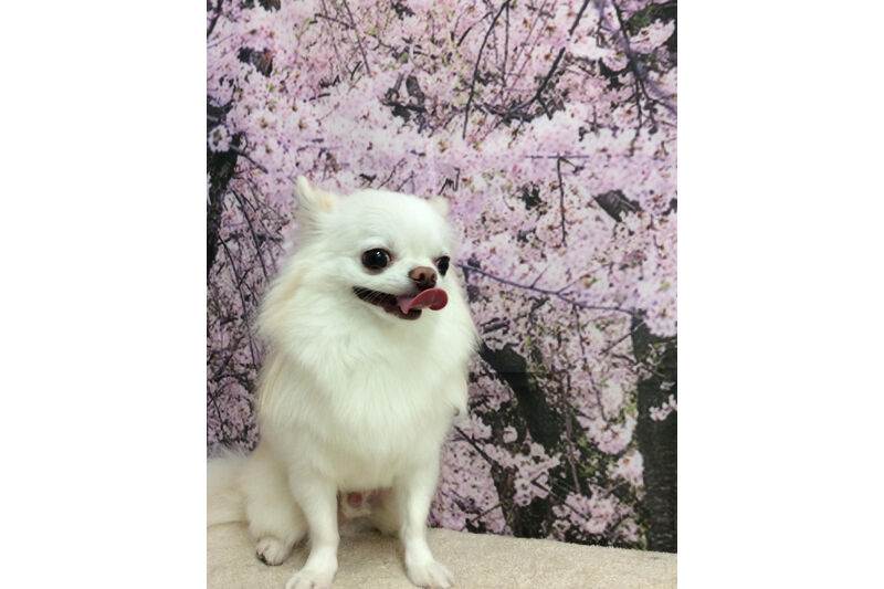 画像11484
