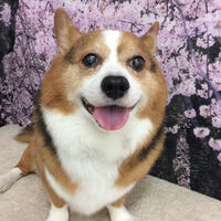画像11498