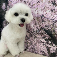 画像11515