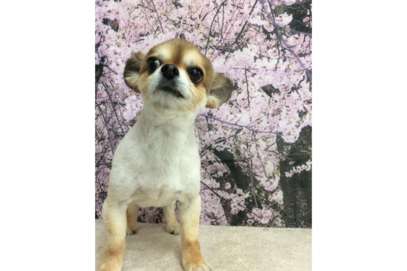 画像11525