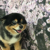 画像11743