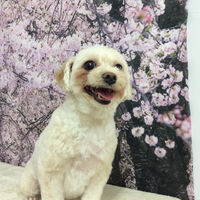 画像11750
