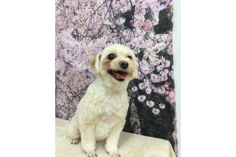 画像11750