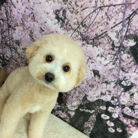 画像11755
