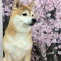 画像11881