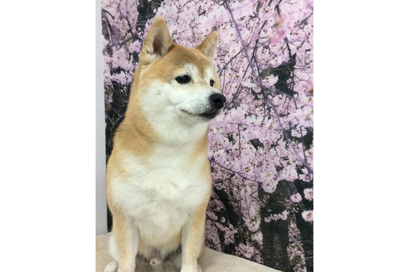 画像11881