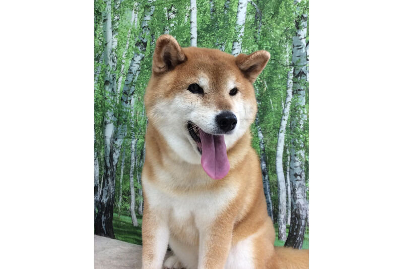 画像12071