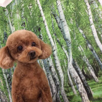 画像12089