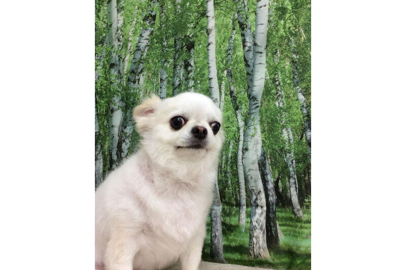 画像12131
