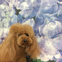 画像12776