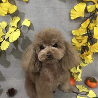 画像1305