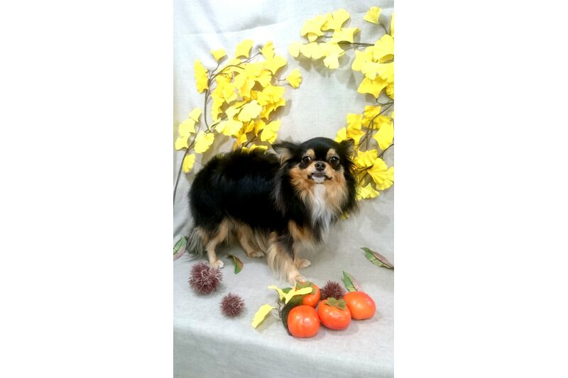 画像1309