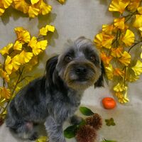 画像1321