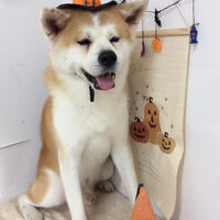 画像15537