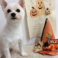 画像15555