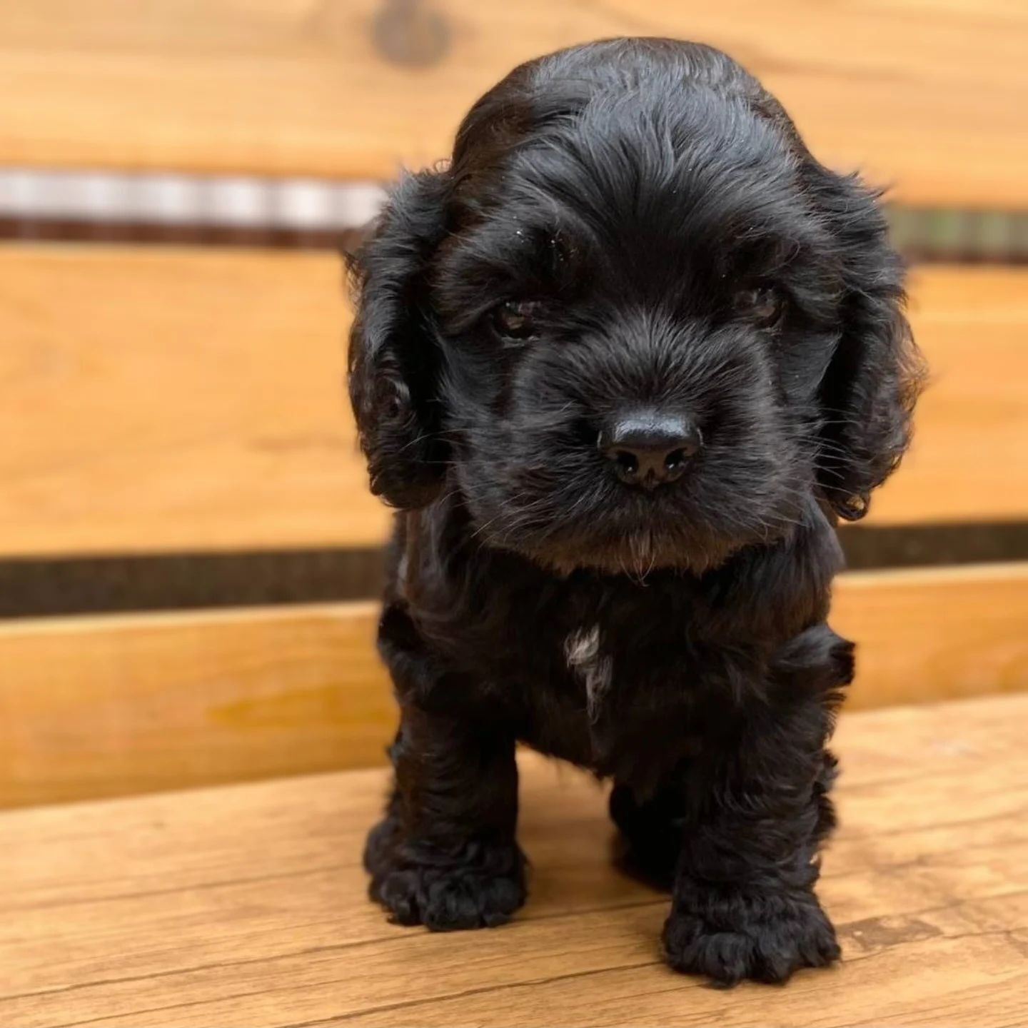 ご案内】 Jolipote看板犬、 アメリカンコッカースパ | BLOG | 福岡市の