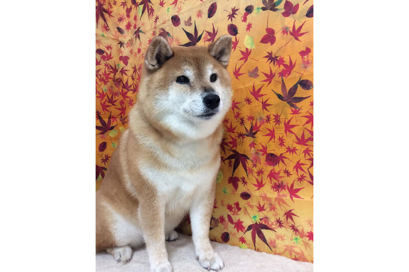 画像15664