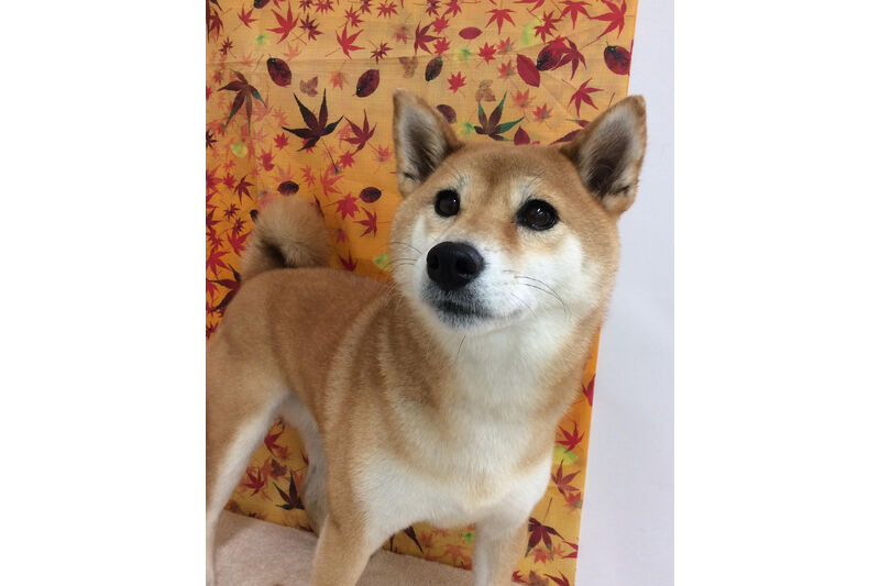 画像15678