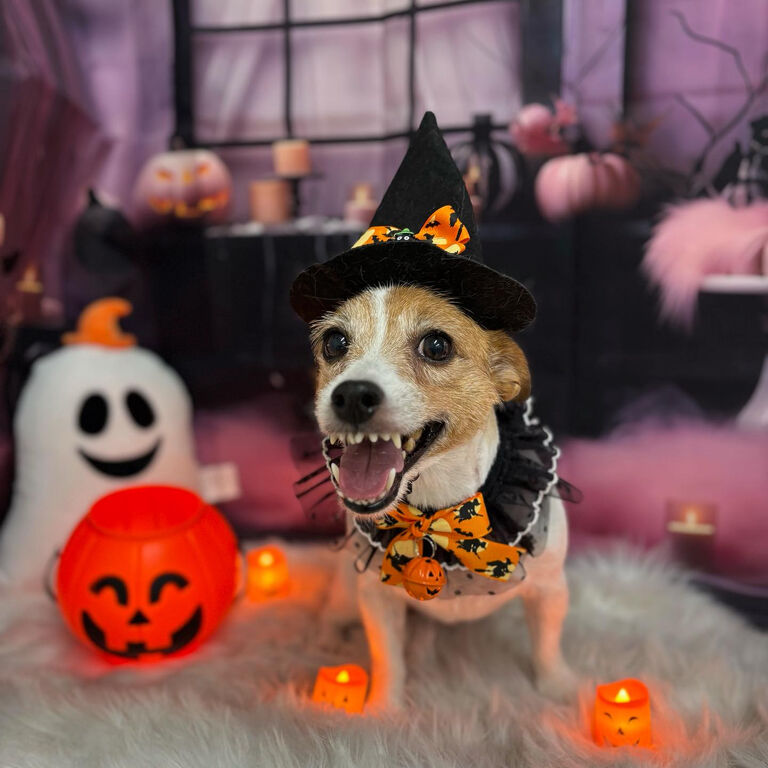 画像16904