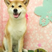 画像2927