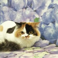 画像3085