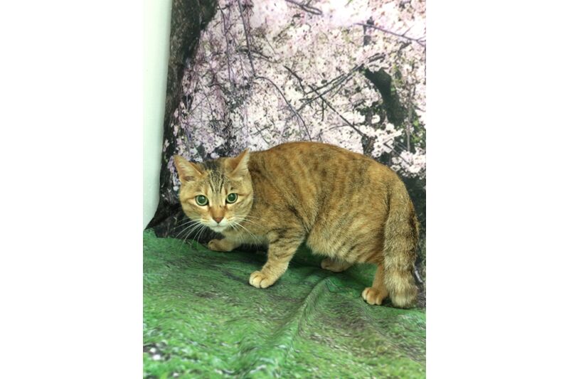 画像4245