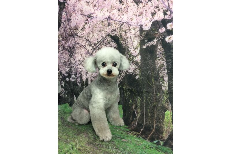 画像4249