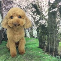 画像4253
