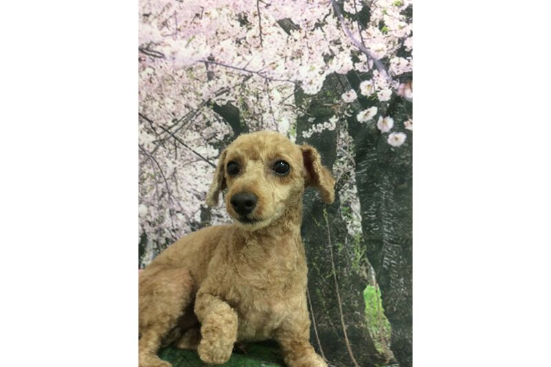 画像4269