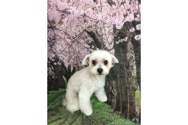 画像4279