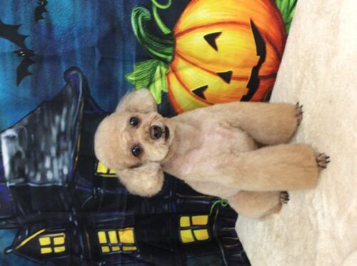 7793b1c9-3bda-4d50-ac5b-8369cf52f1e6