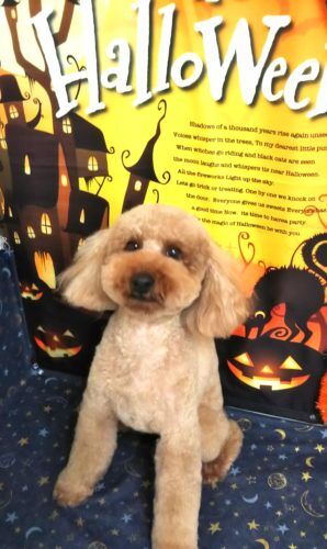 img_20181022_164944