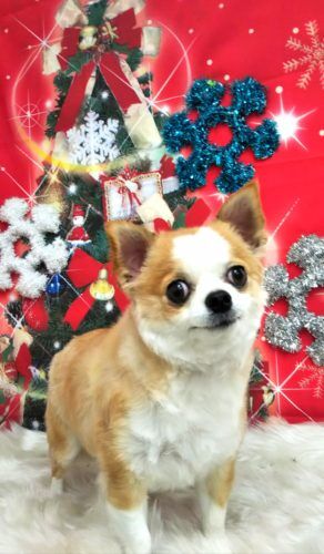 img_20181216_154541